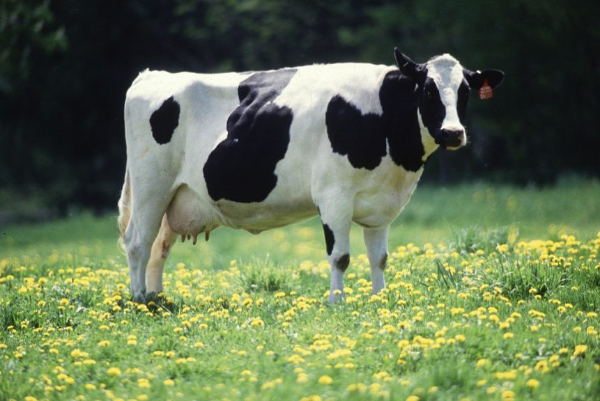 Vaca La Tribuna 861x576